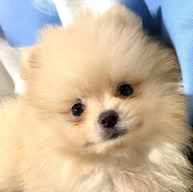 ID：2106-01958の子犬