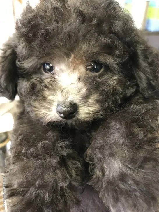 ID：1903-02886の子犬