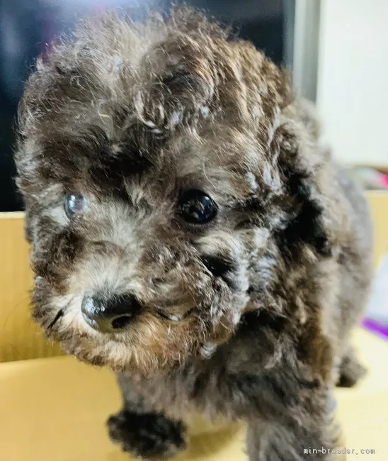ID：1908-01748の子犬
