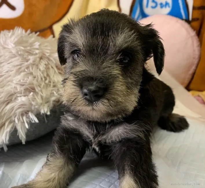 T.Y 様のお迎えした子犬