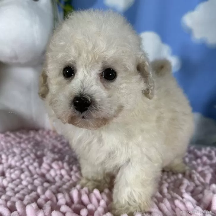 ID：2406-00229の子犬