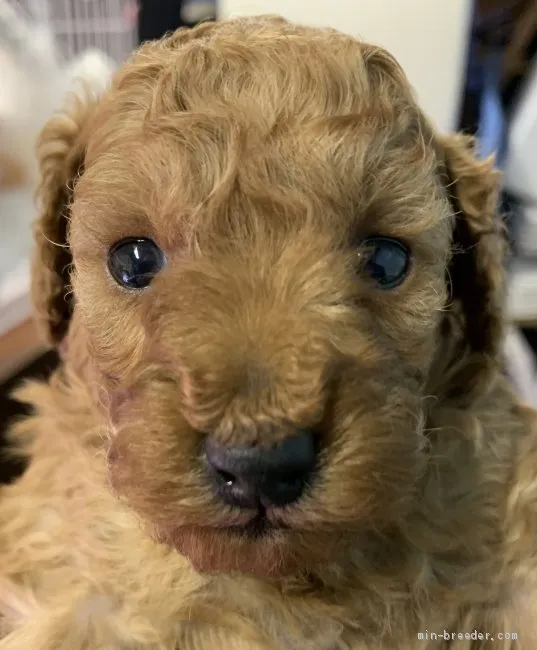 H.K 様のお迎えした子犬