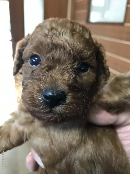 ID:1811-00267の子犬