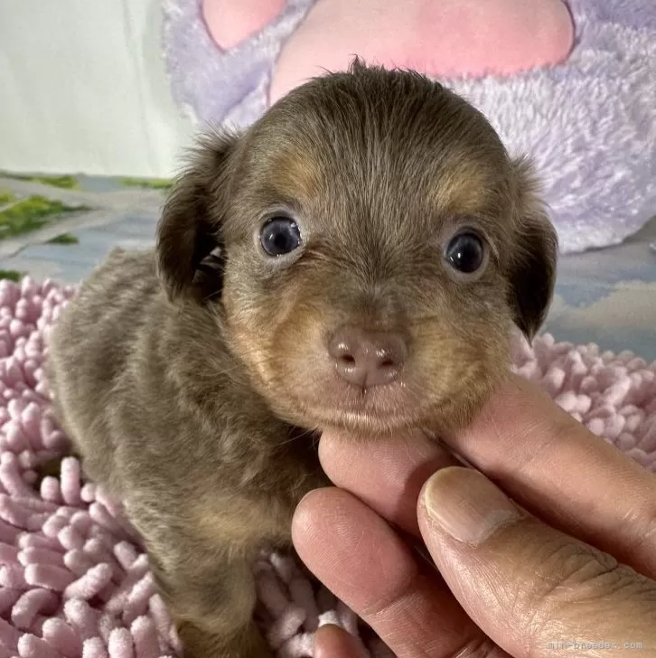 ID：2407-00593の子犬