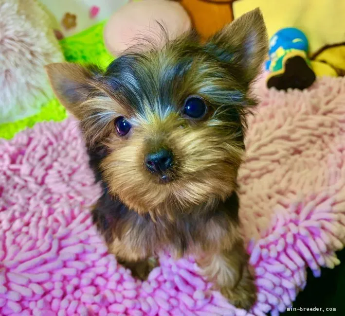 Y.K 様のお迎えした子犬