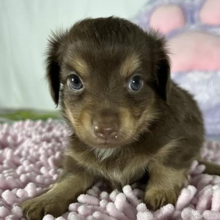ID:2407-00572の子犬