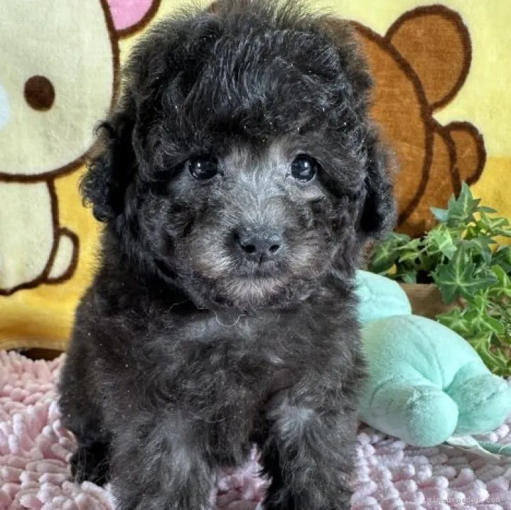 ID:2311-00489の子犬
