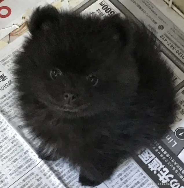 ひろたん 様のお迎えした子犬