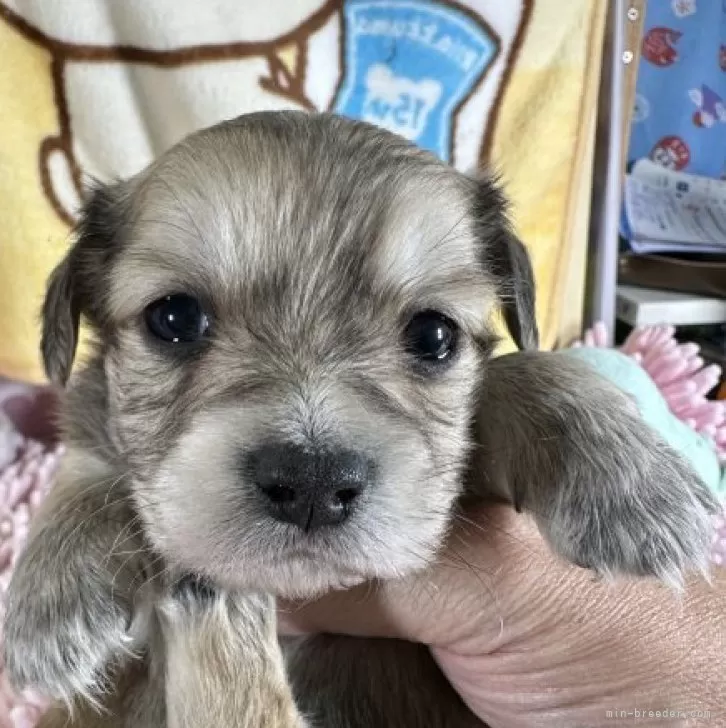 ID:2312-02940の子犬