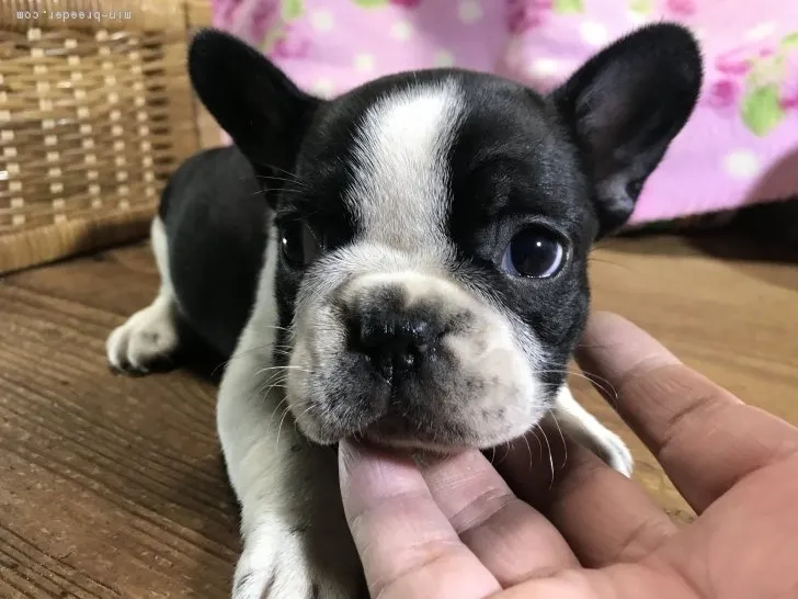 ID:1806-02746の子犬