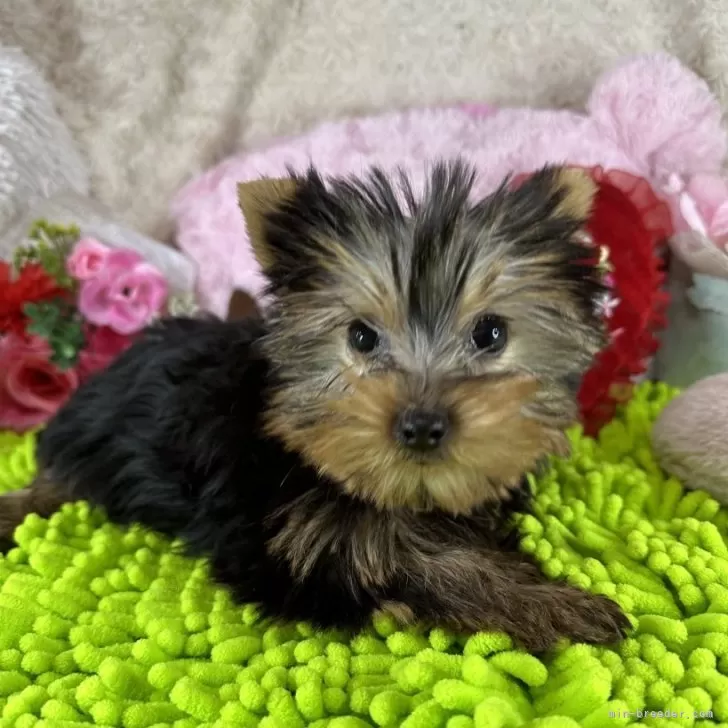 ID:2311-02251の子犬