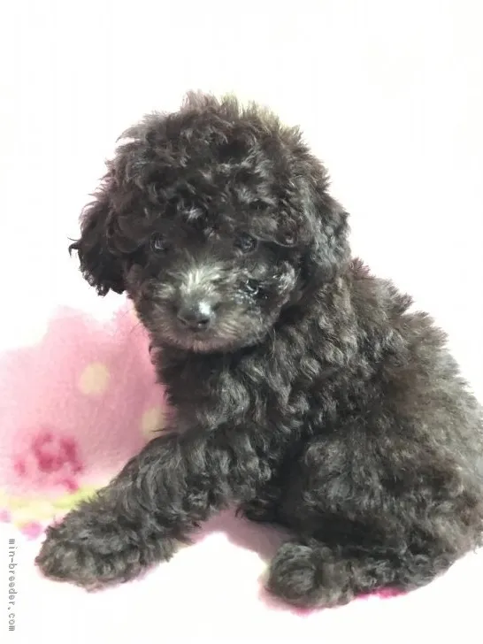 ID:1709-00842の子犬