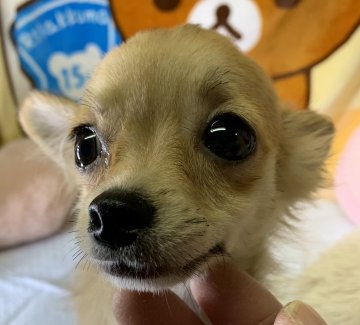 チワワ(ロング)【兵庫県・女の子・2019年7月19日・レッド】の写真「穏やかな性格の お利口さん」