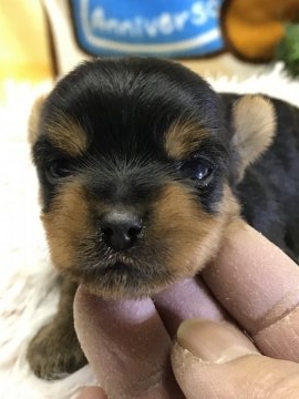 ヨークシャーテリア【兵庫県・男の子・2019年1月11日・スティールブルータン】の写真「毛並みの良い可愛い可愛い目」