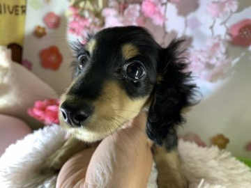 カニンヘンダックスフンド(ロング)【兵庫県・女の子・2020年2月12日・ブラックイエロー】の写真「柔らかい表情」