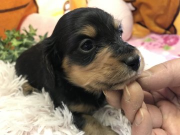 ミニチュアダックスフンド(ロング)【兵庫県・男の子・2019年1月9日・ブラックタン】の写真「穏やかな性格の男の子」