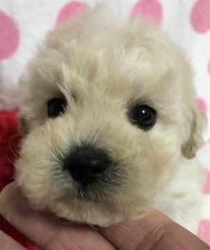 トイプードル(ティーカップ)【兵庫県・女の子・2018年5月17日・ホワイト】の写真「好奇心旺盛でお利口さん」