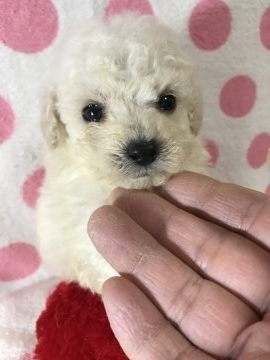 トイプードル(ティーカップ)【兵庫県・女の子・2018年5月17日・ホワイト】の写真「甘えん坊で穏やかな性格の女の子」