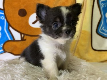 チワワ(ロング)【兵庫県・男の子・2019年8月21日・ホワイト&ブラック】の写真「小柄で穏やかな性格」