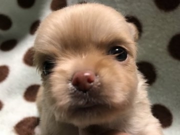 チワワ(ロング)【兵庫県・男の子・2018年1月15日・クリーム】の写真「小柄で 目の綺麗な子」