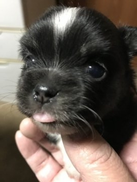 チワワ(ロング)【兵庫県・女の子・2018年1月15日・ブラックタン】の写真「元気な元気な女の子」