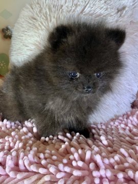 ポメラニアンの毛色は種類豊富 人気カラーのランキングtop7 みんなのブリーダー ポメラニアンの毛色は種類豊富 人気カラーのランキングtop7 みんなのブリーダー