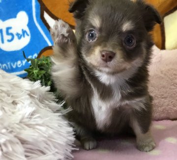 チワワ(ロング)【兵庫県・男の子・2019年1月20日・チョコクリーム】の写真「鮮やかな毛色」