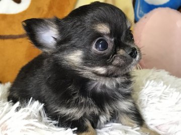 チワワ(ロング)【兵庫県・男の子・2019年1月20日・ブラッククリーム】の写真「鮮やかな色合い」