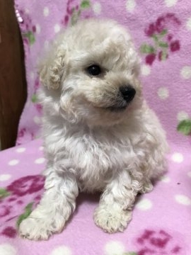 トイプードル(トイ)【兵庫県・男の子・2017年8月6日・クリーム】の写真「好奇心旺盛で 元気な 男の子。」