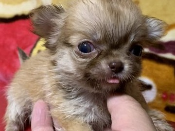 チワワ(ロング)【兵庫県・男の子・2019年6月22日・レッド】の写真「極小サイズのチワワ」