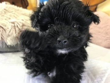 父犬トイプードル。母犬ポメラニアン【兵庫県・女の子・2019年4月5日・ブラック】の写真「好奇心旺盛な元気な女の子」