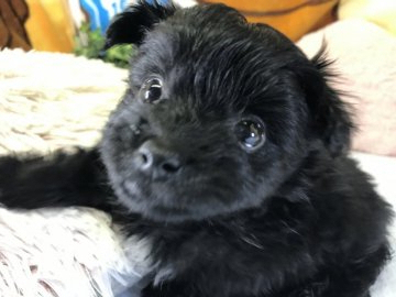 父犬トイプードル。母犬ポメラニアン【兵庫県・男の子・2019年4月5日・ブラック】の写真「小柄で、毛並も美しくお利口さん」