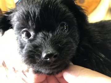 父犬トイプードル。母犬ポメラニアン【兵庫県・男の子・2019年4月5日・ブラック】の写真「人懐っこい健康優良児」