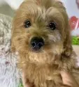 カニヘンダックスフンド×プードル【兵庫県・男の子・2019年12月12日・レッド】の写真1「令和2年316日撮影。」