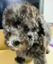 ティーカッププードル【兵庫県・女の子・2019年7月19日・シルバー】の写真1「令和元年9月10日撮影。」