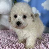 トイプードル(ティーカップ)