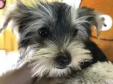 ヨークシャーテリア【兵庫県・女の子・2019年2月1日・スティールブルータン】の写真4「平成31年4月29日撮影。」