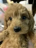 カニヘンダックスフンド×プードル【兵庫県・男の子・2019年12月12日・レッド】の写真5「令和2年2月6日撮影」