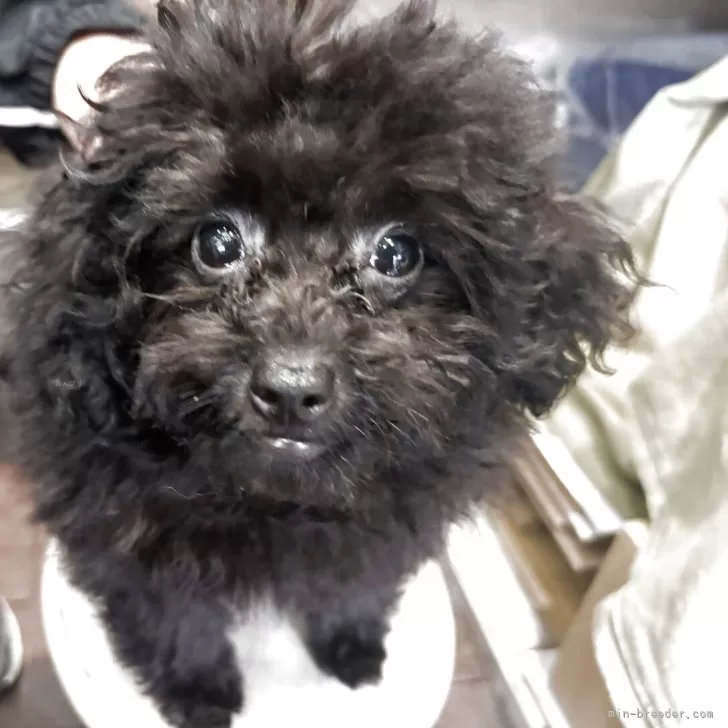 Y.H 様のお迎えした子犬