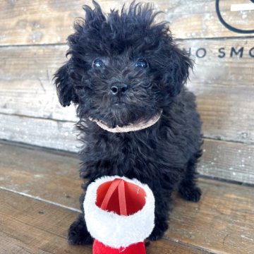 トイプードル(タイニー)【京都府・女の子・2025年9月20日・ブラック】の写真「お顔の可愛い女の子」