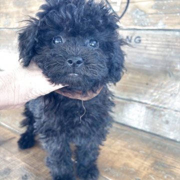 トイプードル(トイ)【京都府・男の子・2025年9月20日・ブラック】の写真「可愛いお顔の男の子」