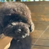 トイプードル(トイ)