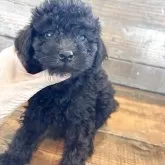 トイプードル(トイ)