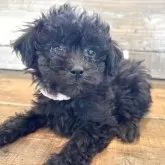 タイニープードル