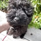 トイプードル(トイ)