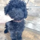 トイプードル(トイ)