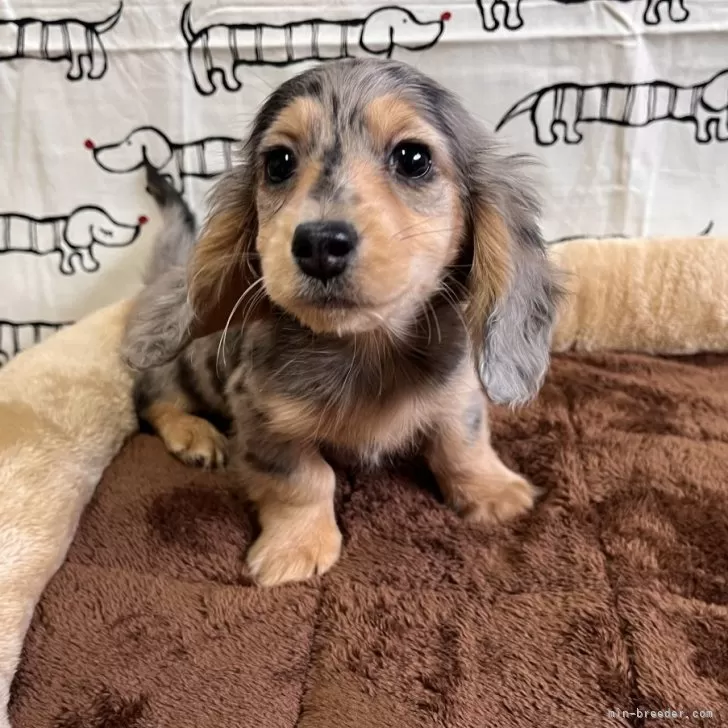 ID：2412-00147の子犬