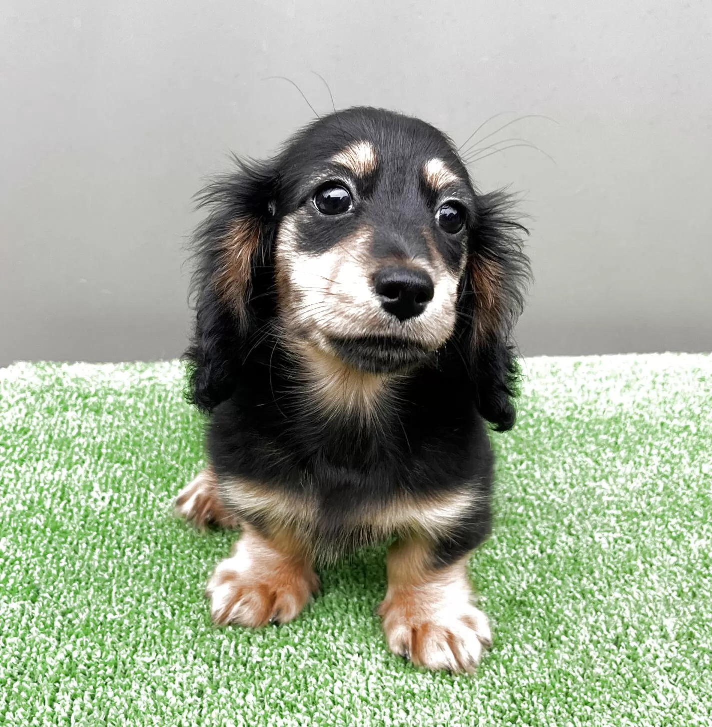 カニンヘンダックスフンド(ロング)【兵庫県・女の子・2025年3月19日・ブラックタン】の写真1