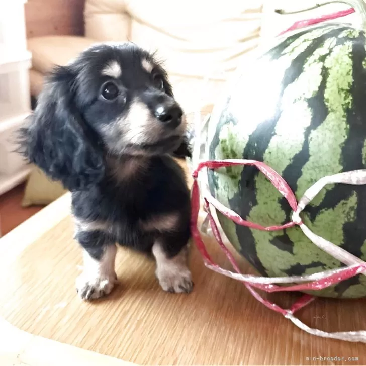 ID：2506-02380の子犬