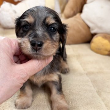 カニンヘンダックスフンド(ロング)【兵庫県・男の子・2026年1月31日・シルバーダップル】の写真「珍しい４色カラーの男の子 PRA発症しません」